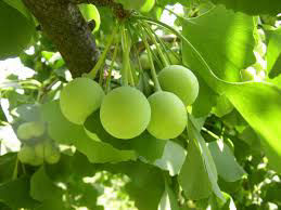 Ginkgo Biloba
